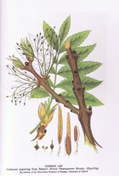 Étude d